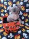 Sphynx Cats for sale in Baltimore, MD, USA. price: $400