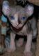 Sphynx Cats for sale in New Orleans, LA 70175, USA. price: NA