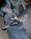 Sphynx Cats for sale in Springfield, IL 62736, USA. price: $500