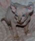 Sphynx Cats for sale in Knoxville, TN, USA. price: $400