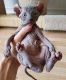 Sphynx Cats for sale in Portland, OR, USA. price: NA