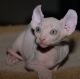 Sphynx Cats for sale in Las Cruces, NM, USA. price: $400