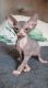 Sphynx Cats for sale in Florida Ave NW, Washington, DC, USA. price: NA
