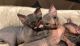 Sphynx Cats for sale in Thomaston Ave, Waterbury, CT, USA. price: $500