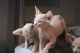 Sphynx Cats for sale in New Caney, TX 77357, USA. price: NA