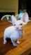 Sphynx Cats for sale in Detroit, MI, USA. price: $400
