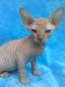 Sphynx Cats for sale in Des Moines, IA, USA. price: $400