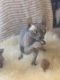 Sphynx Cats for sale in Fresno, CA 93726, USA. price: $400