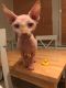 Sphynx Cats for sale in Denver, CO 80281, USA. price: $400
