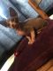 Sphynx Cats for sale in Chicago, IL 60668, USA. price: NA