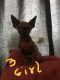 Sphynx Cats for sale in Kansas City, KS 66104, USA. price: $400