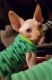 Sphynx Cats for sale in Riverbank, CA, USA. price: $1,500
