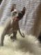 Sphynx Cats for sale in Marsh Ln, Dallas, TX, USA. price: $500