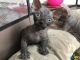 Sphynx Cats for sale in Long Beach, CA, USA. price: $500