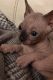 Sphynx Cats for sale in Raleigh, NC 27668, USA. price: NA
