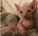 Sphynx Cats for sale in Milwaukee, WI 53263, USA. price: $400