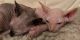 Sphynx Cats for sale in Hartford, CT 06156, USA. price: NA