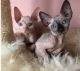 Sphynx Cats for sale in Jonesboro, AR, USA. price: $400