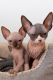 Sphynx Cats for sale in Phoenix, AZ 85078, USA. price: $400