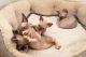 Sphynx Cats for sale in Lexington, KY 40574, USA. price: $400