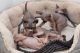 Sphynx Cats for sale in Lansing, MI, USA. price: $400