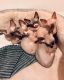 Sphynx Cats for sale in Milwaukee, WI, USA. price: $400