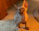 Sphynx Cats for sale in Madison, WI, USA. price: $400