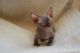 Sphynx Cats for sale in Mobile, AL, USA. price: $400