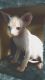 Sphynx Cats for sale in El Paso, TX 88534, USA. price: NA
