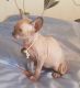 Sphynx Cats for sale in Milwaukee, WI, USA. price: $400