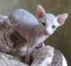 Sphynx Cats for sale in North Bergen, NJ 07047, USA. price: $500