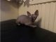 Sphynx Cats for sale in Denver, CO 80229, USA. price: $500