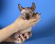 Sphynx Cats for sale in North Bergen, NJ 07047, USA. price: $500