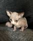 Sphynx Cats for sale in Tulsa, OK, USA. price: $400