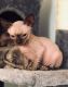Sphynx Cats for sale in Little Rock, AR, USA. price: $400