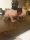 Sphynx Cats for sale in Portland, ME, USA. price: NA