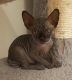 Sphynx Cats for sale in Providence, RI, USA. price: $400