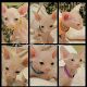 Sphynx Cats for sale in Temecula, CA, USA. price: NA