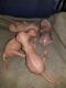 Sphynx Cats for sale in Riverbank, CA, USA. price: NA