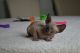 Sphynx Cats for sale in Winston-Salem, NC, USA. price: $500