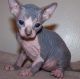 Sphynx Cats for sale in West Hartford, CT, USA. price: NA