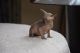 Sphynx Cats for sale in Springfield, MA 01119, USA. price: NA