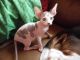 Sphynx Cats for sale in Alaska State Capitol, Juneau, AK 99801, USA. price: $500