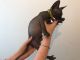 Sphynx Cats for sale in S Maryland Pkwy, Las Vegas, NV, USA. price: $500