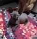 Sphynx Cats for sale in Mobile, AL 36652, USA. price: $500
