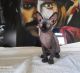 Sphynx Cats for sale in Fort Smith, AR, USA. price: NA