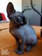 Sphynx Cats for sale in Colorado Springs, CO, USA. price: $500