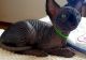 Sphynx Cats for sale in Hartford, CT, USA. price: $500
