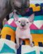 Sphynx Cats for sale in Overland Park, KS, USA. price: $500