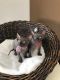 Sphynx Cats for sale in Louisville, KY, USA. price: $500
